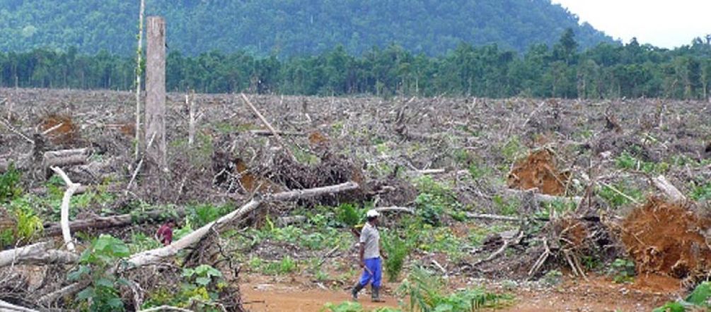 Palmoil plantations destroy forests