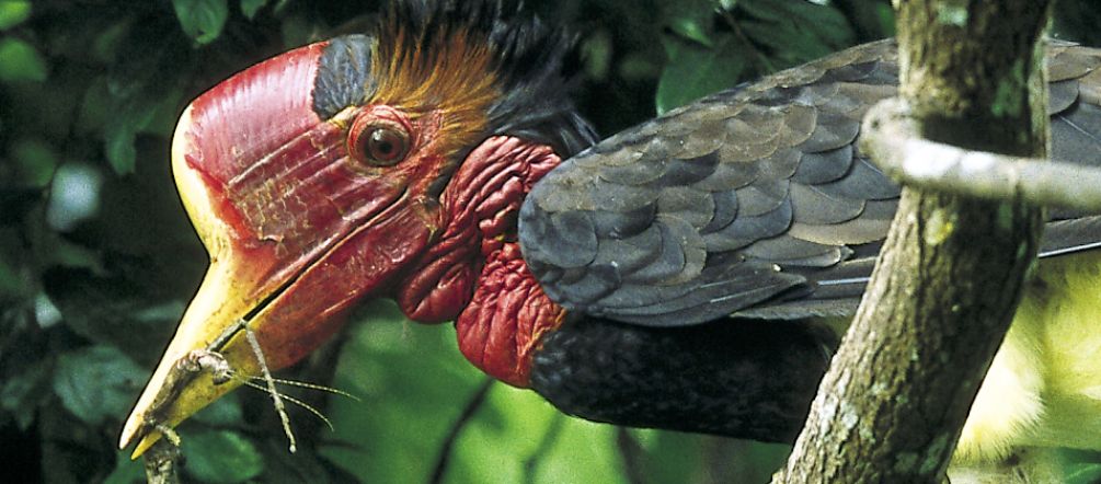 A rare sight: a hornbill in a tree A helmeted hornbill in a tree