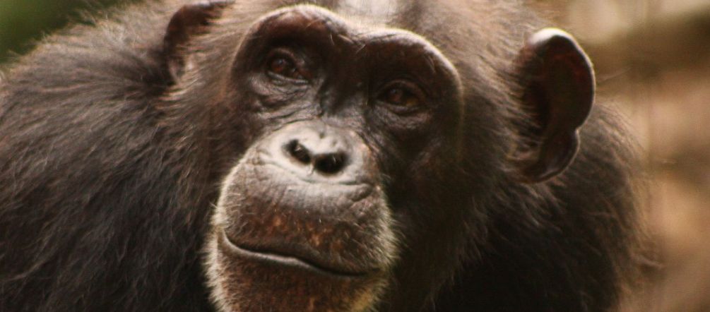 Humans are destroying chimpanzee habitat at an alarming rate Western chimpanzee