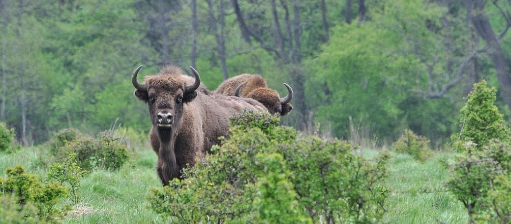The last of their kind in Europe: a herd of 900 wild bison roam Białowieża Forest. Bison in Poland’s Białowieża Forest