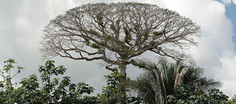 Tell the fossil fuel industry: hands off! Forest canopy in Yasuní National Park, Ecuador