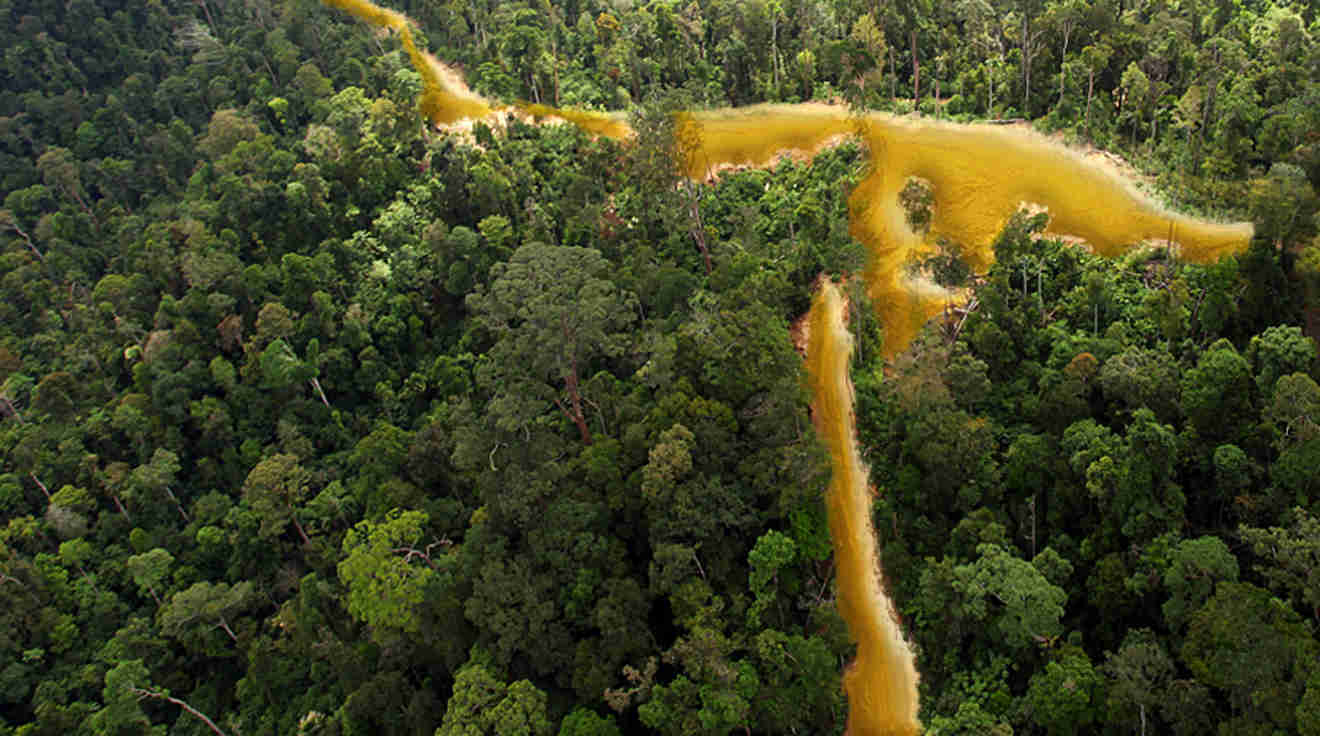 Guiana’s living treasures are more valuable than gold - Rainforest Rescue