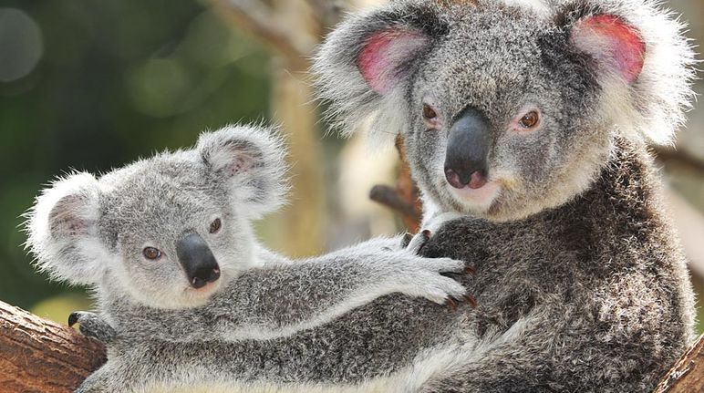 A koala mother with her baby on a tree