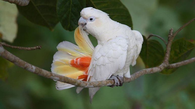 palm tree cockatoo