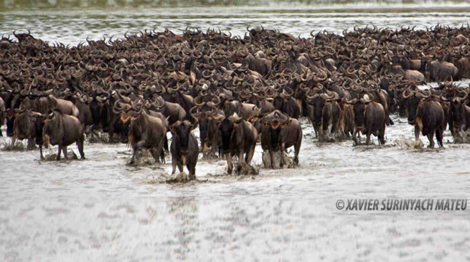 serengeti safari accident