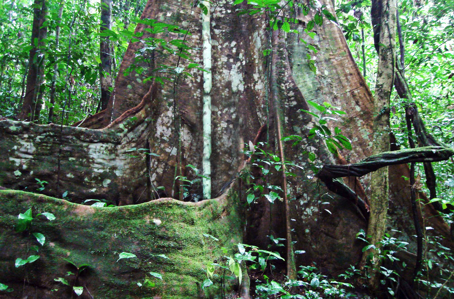 petition-stop-the-destruction-of-the-ekuri-people-s-rainforest-in