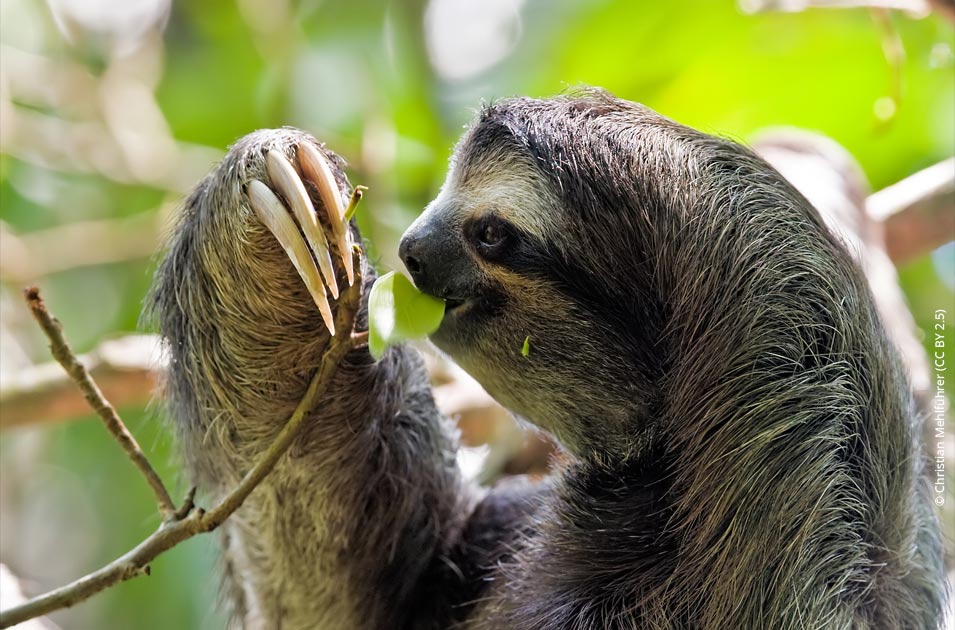 Watch this poor sloth be robbed of his lunch by a brazen Bolivian