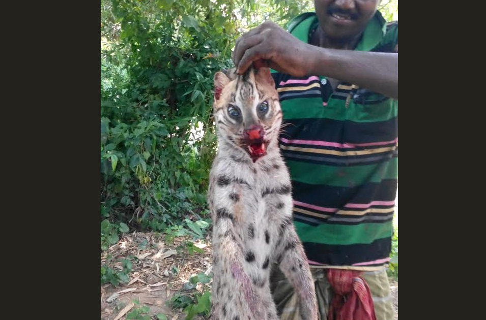 India: stop fishing cat poaching now! - Rainforest Rescue
