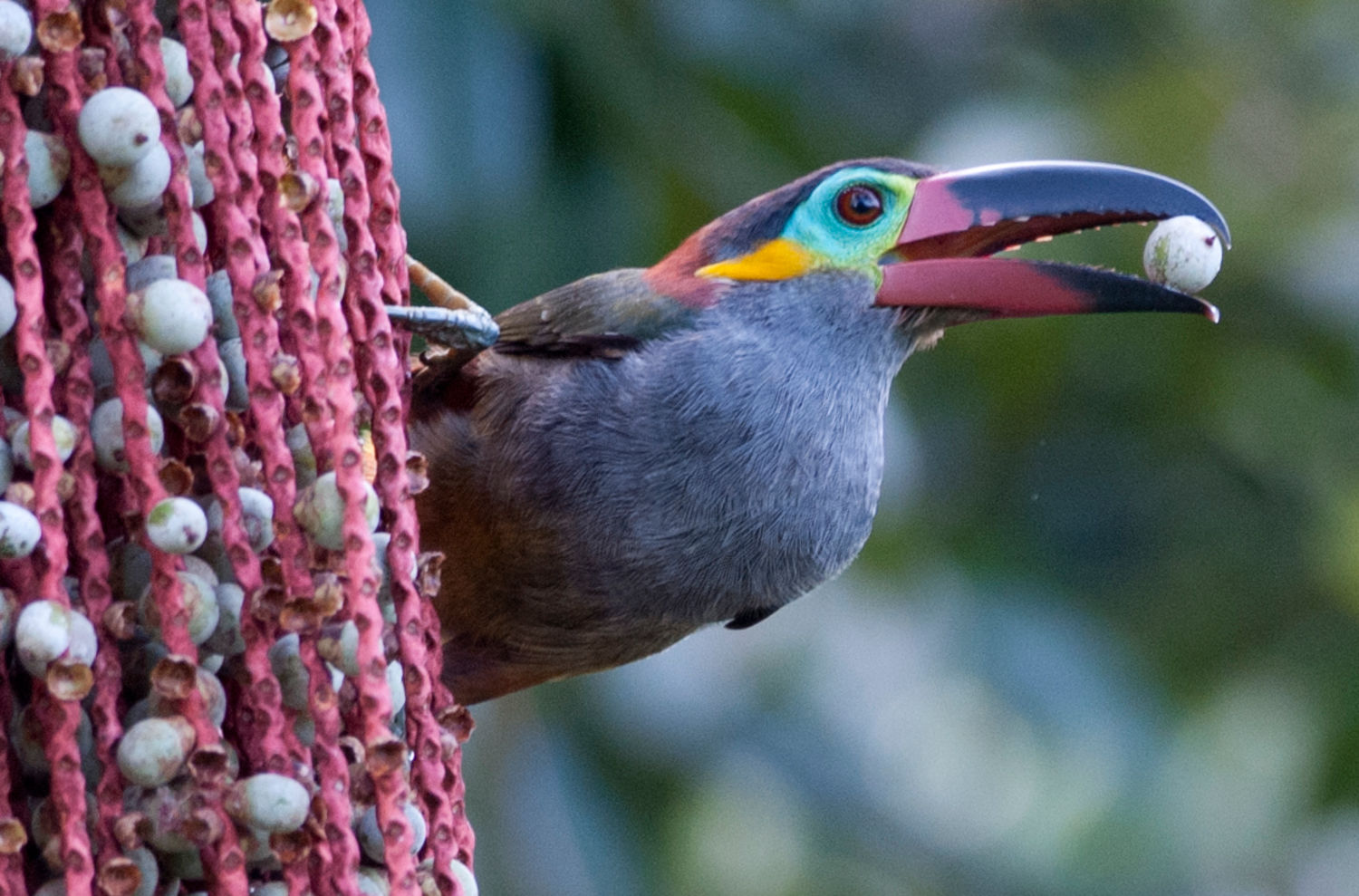 no-to-industrial-gold-mining-in-the-forests-of-french-guiana