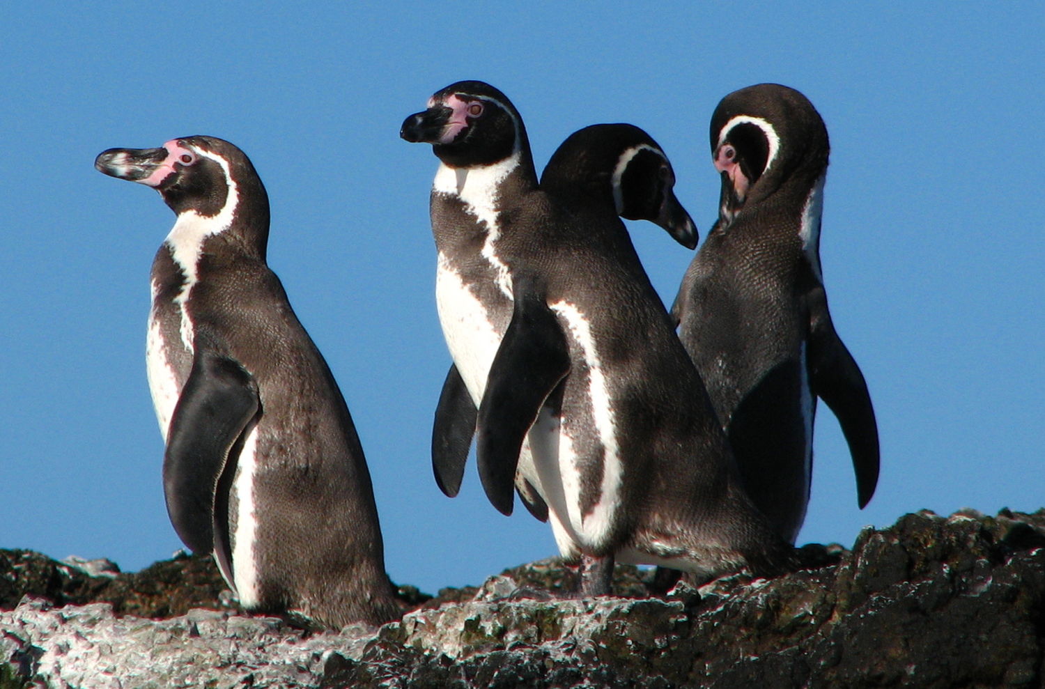 Save the habitat of 26,000 Humboldt penguins! Rainforest Rescue