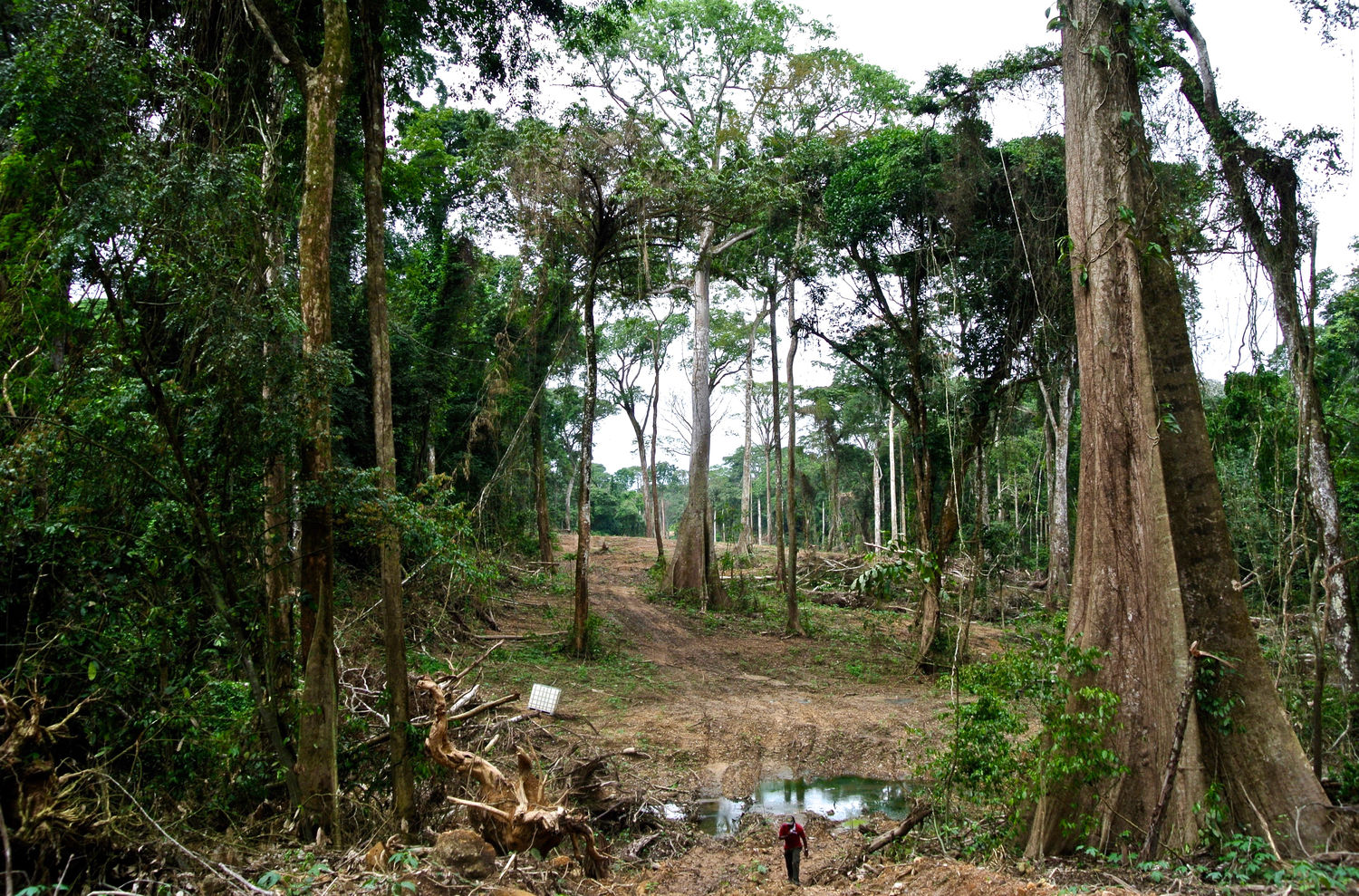 Вечнозеленые тропические леса Кении