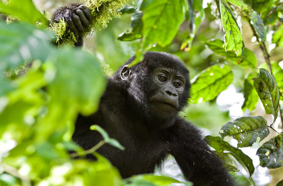 Petition Gorillas in danger save Kafuga Forest Reserve